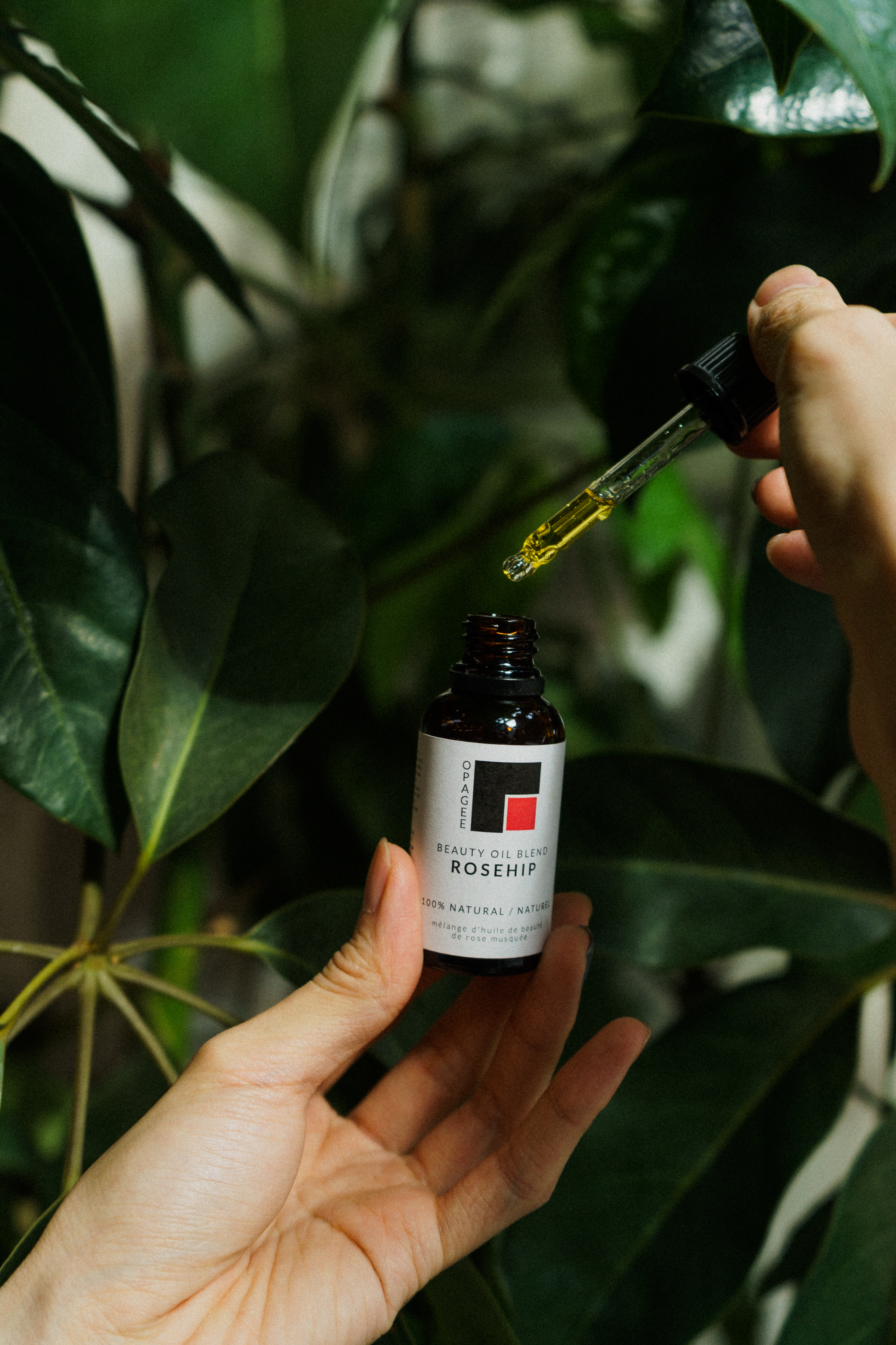 Beauty Oil 1